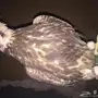 طير صقر وكري