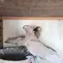 اوزبك