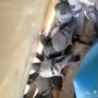 حمام بري