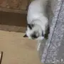 قطه هملايا للبيع 