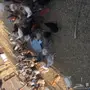 دجاج بياض 