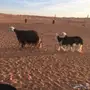 نجديه متاوم 