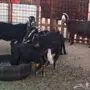 ثلاث معزاء عيالها كبار