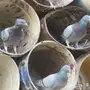 للبيع حمام مشكل بلدي وزاجل 30 جوز 