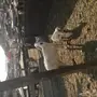 نعجه تحتها طلي 