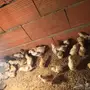 صيصان للبيع بعمر اسبوعين 