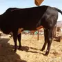 للبيع حسيل جرسي الموقع المخواه