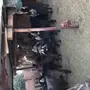 قطيع ماعز 
