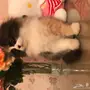 قطط كيتنز للبيع 