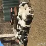 غنم برابر 