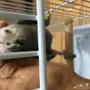 فرخ كاسكو طفره خفيفه 