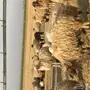 بيع اغنام نعيم
