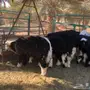 8 طليان نجد 