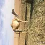 للبيع لقحه على بعير الوعيلي
