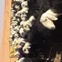 غنم نجد 