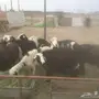 نعاج نجديه