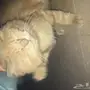 قط لتبني 