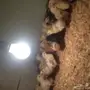 صوص بلدي عمر أسبوع 