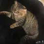 قطة للتبني
