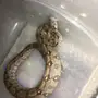 ثعبان اصله عاصره  بوا 