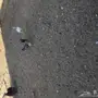 سبرايت شبابي