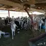 معزا للبيع 
