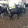 تيوس مندي