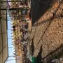 حمام فرنسي 