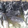 تيوس شبه العارضيه 175 ريال 