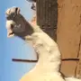 نياق للبيع