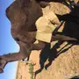خلفه مصغر