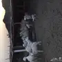 غنم حريات