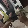فرخين كروان اليفه جدا