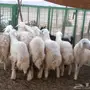 طليان حريه كبار عدد 9