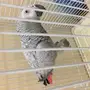 ببغاء اليف 