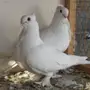 ((جوز روماني ابيض صك))