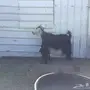 عنز والد للبيع 