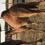 بكره ساحليه حمر دم مزيونه 