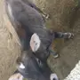 عجل سويسري للبيع
