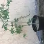 شتلات ست الحسن 