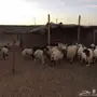 للبيع بهم نعيم