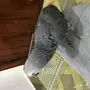 فرخ كاسكو هولندي