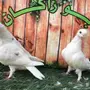 طبة لونق فيس حافي ابيض 