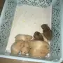 هامسترات صغيره وجميله للبيع 