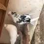 مجموعة قطايف