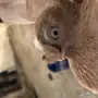 اوزبك