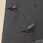 زوج شيرازي قابل للبدل