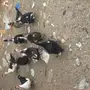 بط بلدي للبيع 