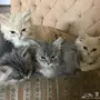 للبيع قطط شيرازية امريكية عمر شهرين لعوبين 