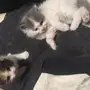 قطط شيرازي للبيع 